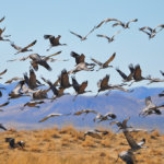 Aves Migratorias - Personas Migratorias