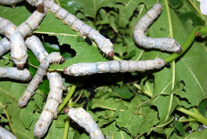 Larvas de gusanos de seda.